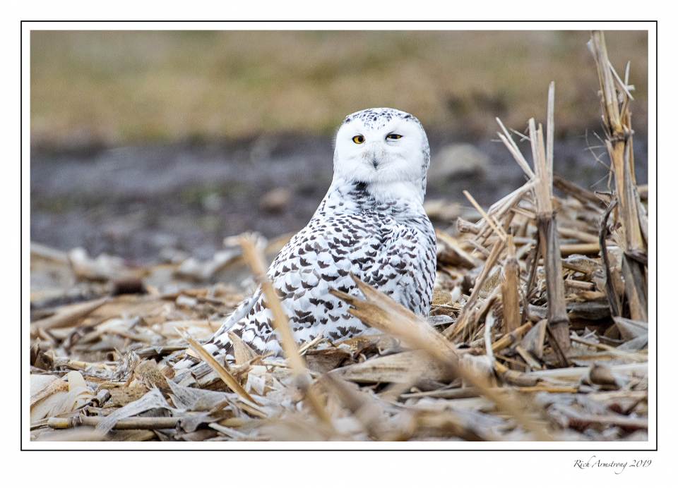 snowy owl 2.jpg